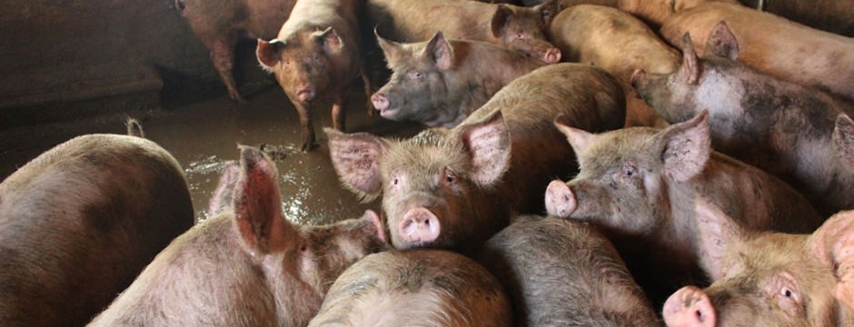 Cerdos en explotación intensiva